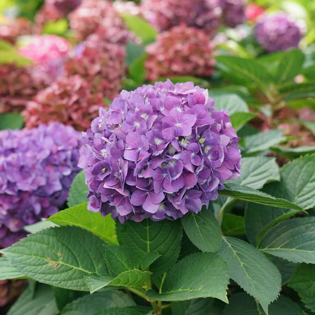 Bhumij Plants' Hydrangea Flower Plant in vibrant bloom