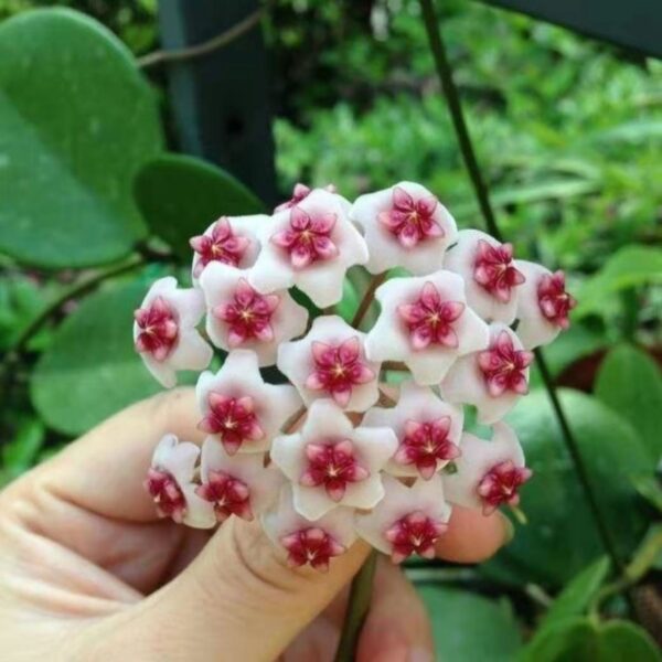 Imported Hoya Plant
