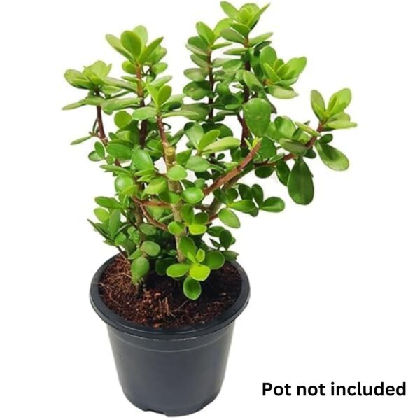 Jade Mini Plant