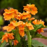Orange Crossandra (Abuli) Flower Plant – Bright and Long-Blooming Garden Plant