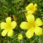 Linum Flavum (Golden Flax) Flower Plant with vibrant yellow, star-shaped blooms and delicate green foliage. A drought-resistant, pollinator-friendly, and pet-safe plant perfect for gardens, balconies, and rock gardens. Buy online from Bhumij Plants with PAN India delivery.