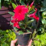 Red Mandevilla Vine – Climbing Flowering Plant with Vibrant Trumpet-Shaped Blooms