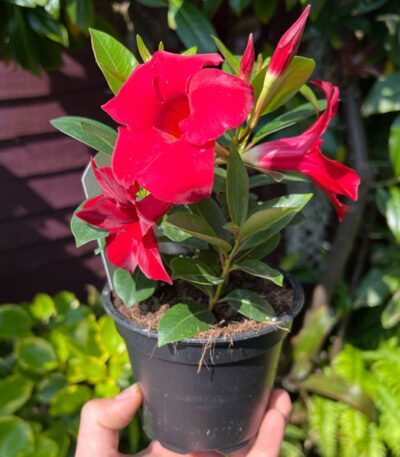 Red Mandevilla Vine – Climbing Flowering Plant with Vibrant Trumpet-Shaped Blooms