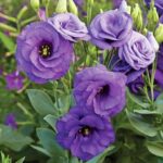 Bhumij Plants' Nandini (Lisianthus) Flower Plant with delicate and elegant blooms