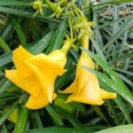 Yellow Oleander (Kaner/Korobi) Flower Plant – Hardy and Evergreen Blooming Shrub