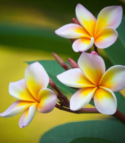 White Plumeria (Champa) Flower Plant – Fragrant Blooms with Yellow Centers
