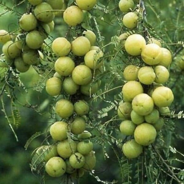 Amla/Gooseberry Plant Sapling