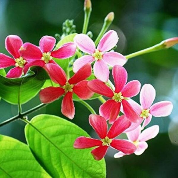 Rangoon Creeper Flower Plant - Madhumalti Vine