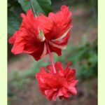 Red Jhumka Hibiscus Flower Plant from Bhumij Plants in full bloom
