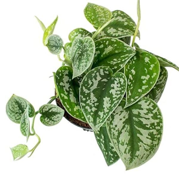 Silver/Satin Money Plant