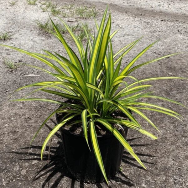 Spider Plant (Pandanus Plant)