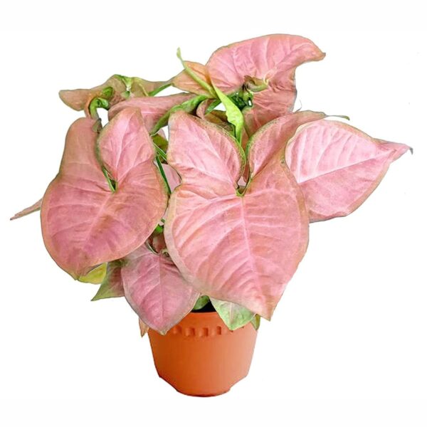 Syngonium Pink (Bare Rooted)
