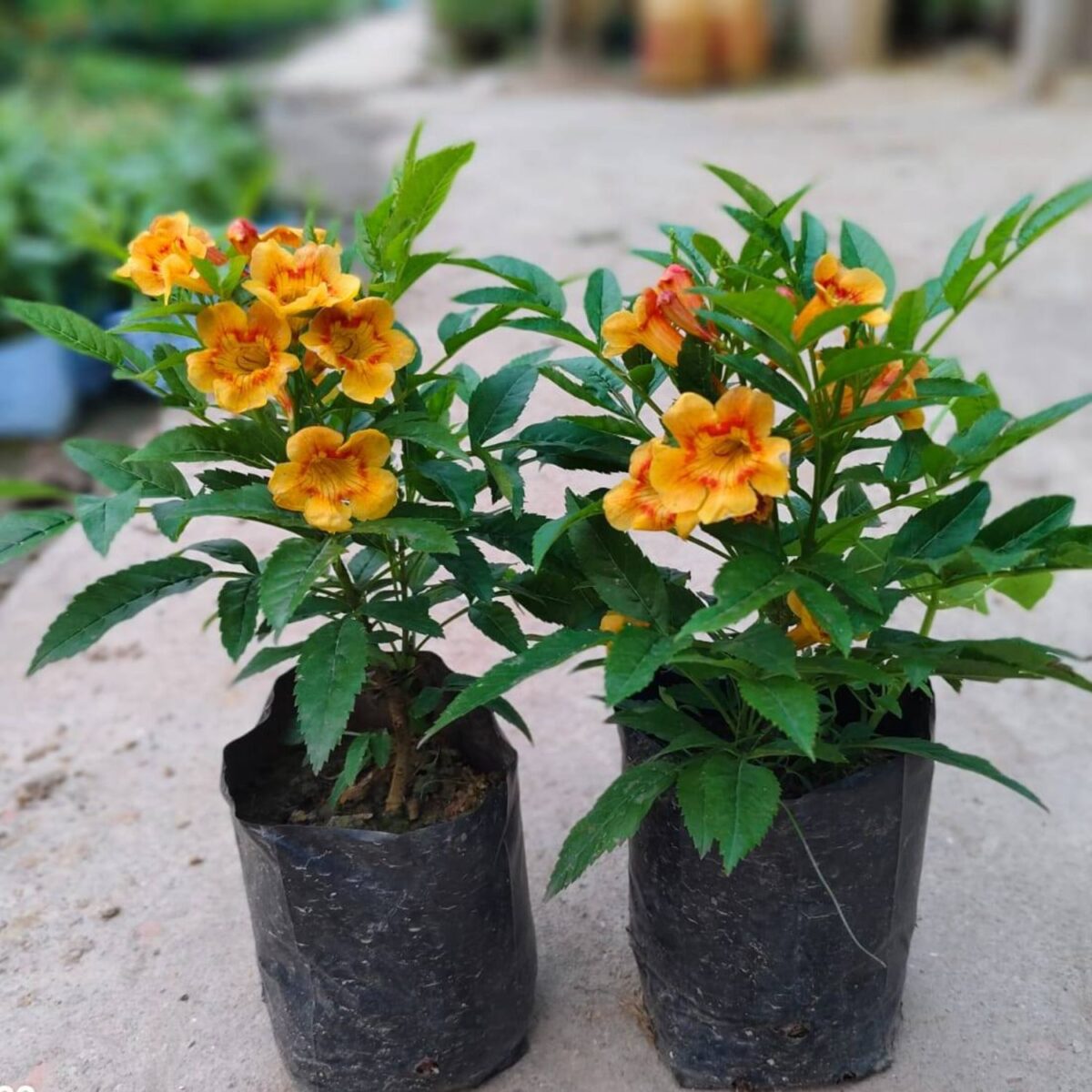 Tecoma Orange Flower Plant with vibrant trumpet-shaped blooms and lush green foliage. A pet-friendly, drought-resistant, and low-maintenance flowering shrub perfect for gardens, balconies, and landscapes. Buy online from Bhumij Plants with PAN India delivery.