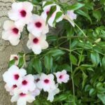 Tecoma White Flower Plant with lush green foliage and beautiful white trumpet-shaped blooms, perfect for home gardens, balconies, and outdoor landscaping. Buy online from Bhumij Plants with PAN India delivery.