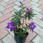 Tibouchina Urvilleana (Begum Bahar) Flower Plant with vibrant purple blooms – perfect for home gardens, balconies, and outdoor spaces. Buy online from Bhumij Plants with PAN India delivery.
