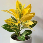 Croton, yellow croton, broad leaf croton
