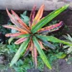 Croton Zanzibar, Zanzibar Plant, Narrow Leaf Croton, Indoor Plants, Tropical Plants, Colorful Foliage, Low Maintenance Plants