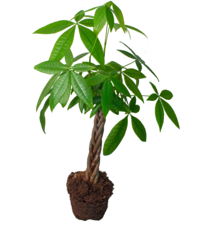 money tree