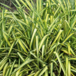 pandanus