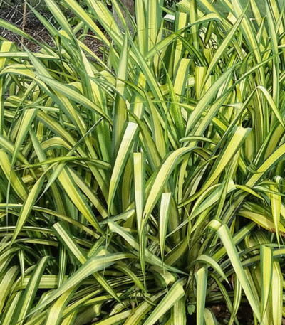 pandanus