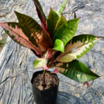 croton, multicolor, broad leaves, colorful