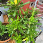 croton, croton yellow, duck foot plant