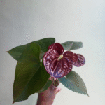 anthurium