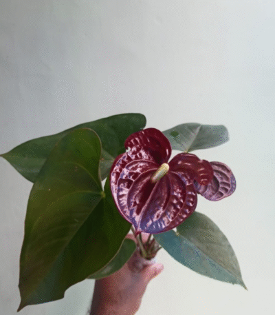 anthurium