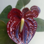 anthurium