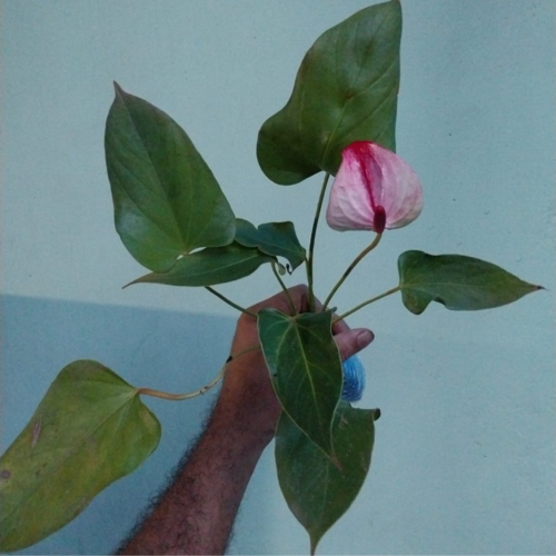 Anthurium