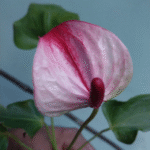 Anthurium