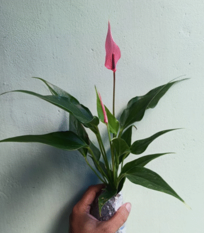 anthurium