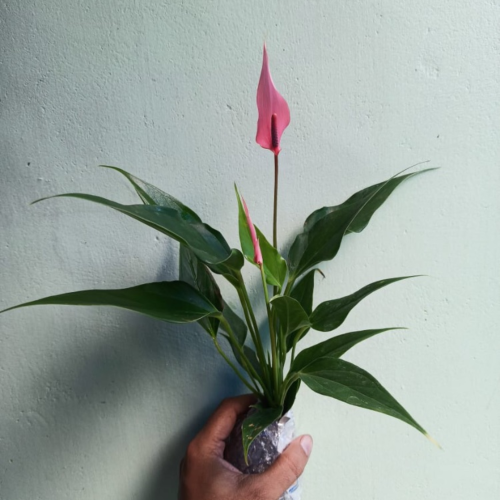 anthurium