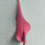 anthurium