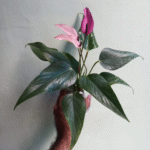 Anthurium