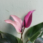 Anthurium