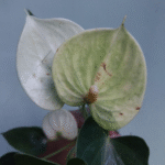 Anthurium
