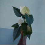 Anthurium