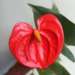 anthurium