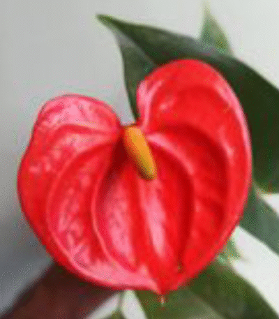 anthurium