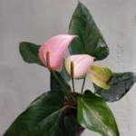 Anthurium