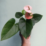 anthurium