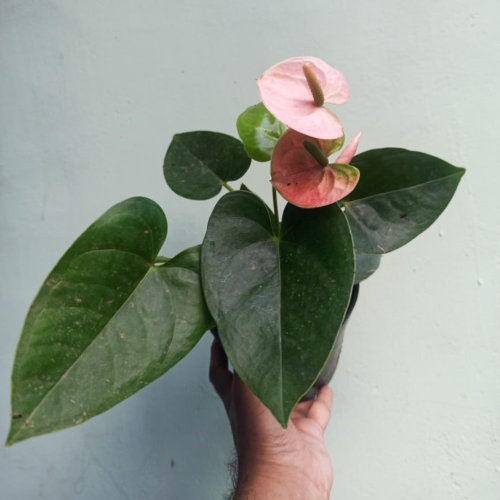 anthurium