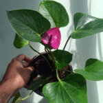 anthurium