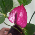anthurium