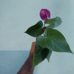 Anthurium