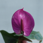 Anthurium