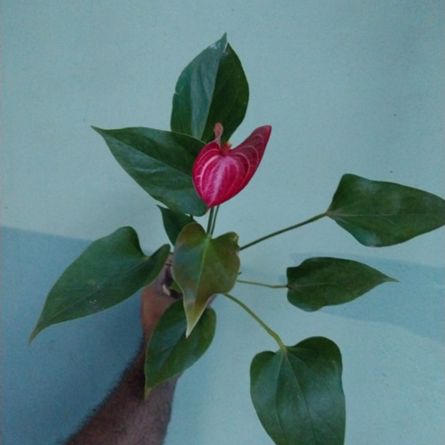 Anthurium
