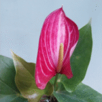 Anthurium