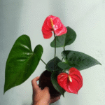 Anthurium
